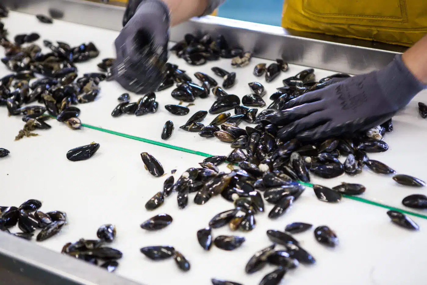 160826Conchyliculture_23-PDL-061323