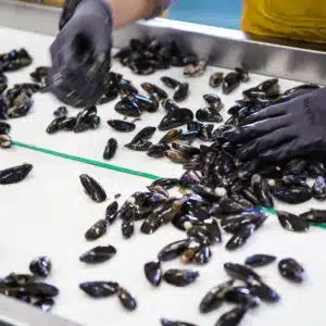 160826Conchyliculture_23-PDL-061323