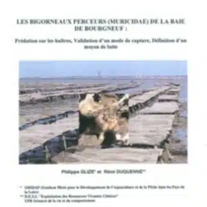 bigorneaux-perceurs en-baie-de-bourgneuf
