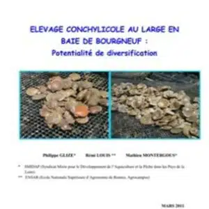 elevage-conchylicole-au-large-de-la-baie de-bourgneuf-potentialité-diversification