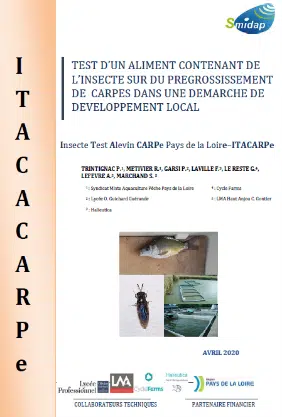 itacarpe