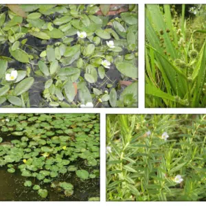 la-flore-numerique-des-etangs-piscicoles