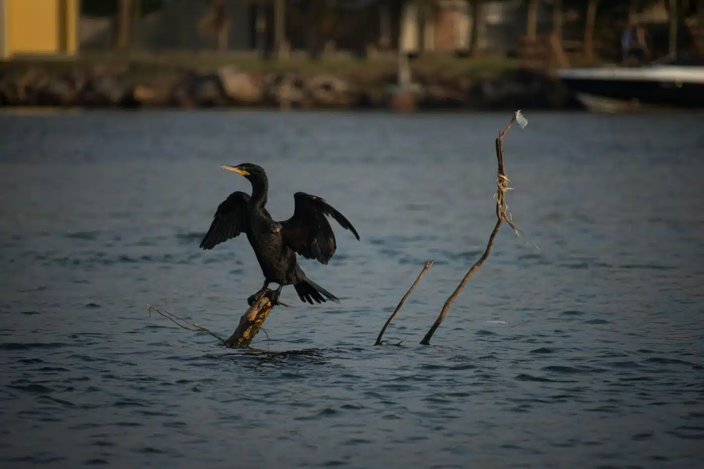 cormoran