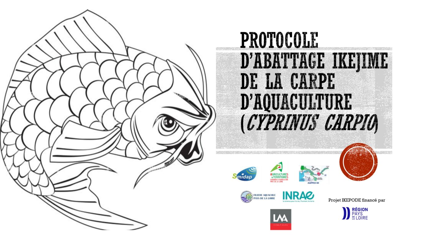 Protocole ikejime simplifié (carpe)-1_page-0001