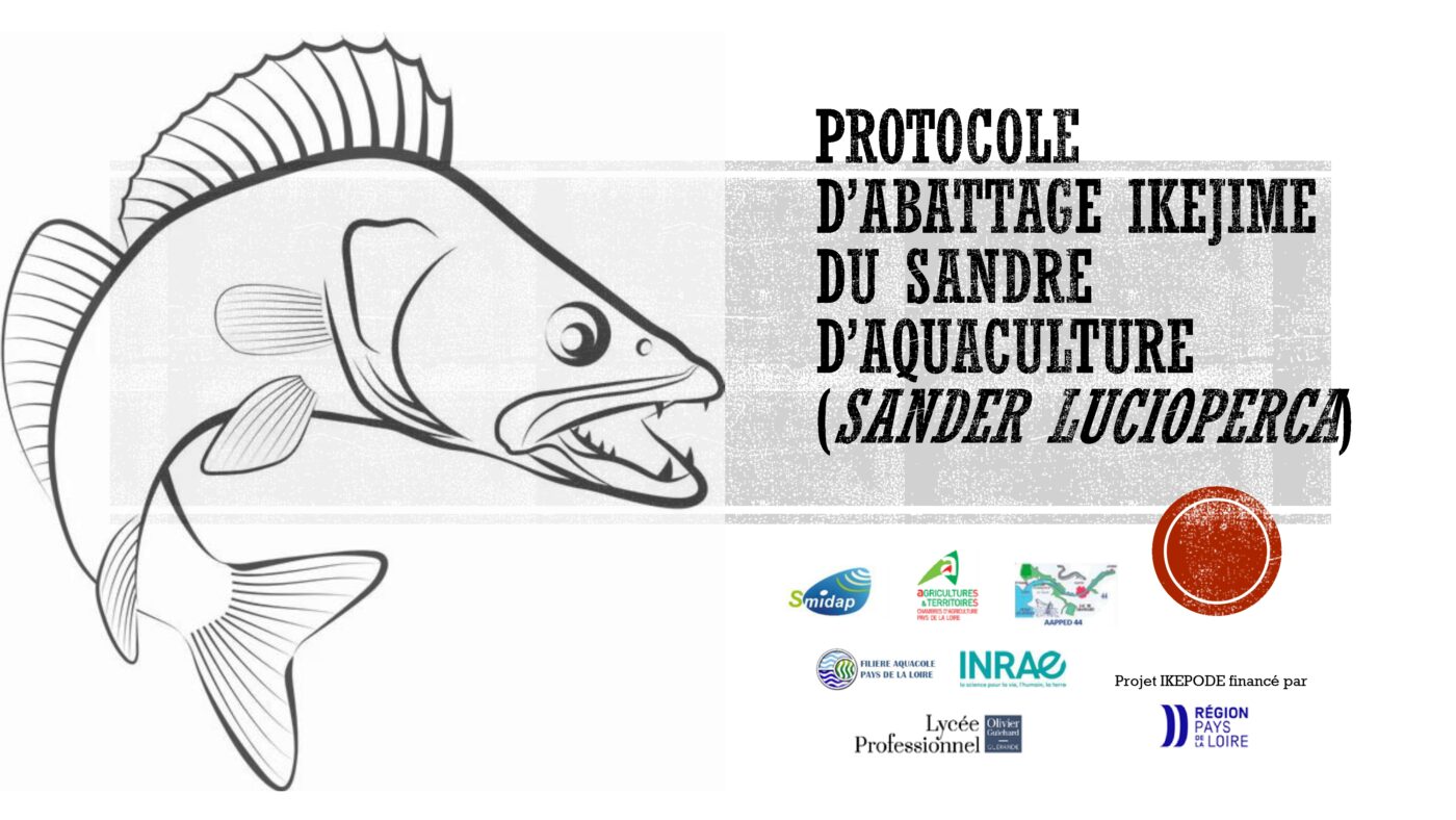 Protocole ikejime simplifié (sandre)-1_page-0001