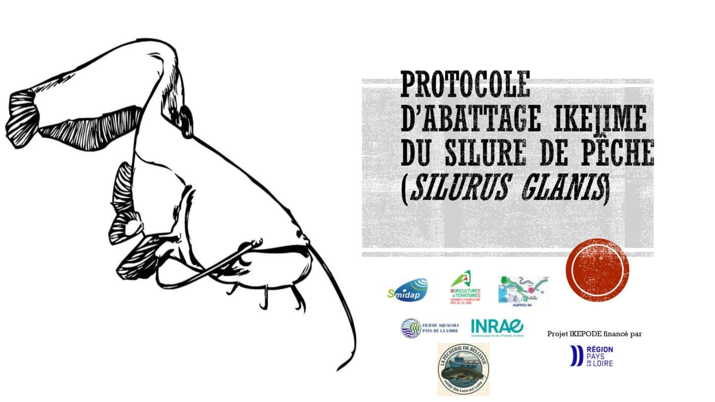 Protocole ikejime simplifié (silure)-1_page-0001