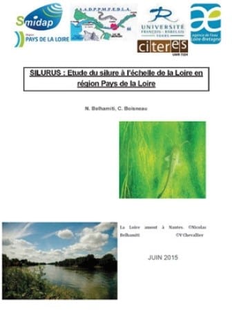 silurus